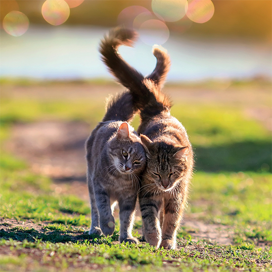 Tails entwined card